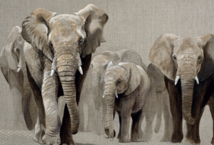 illustration éléphant